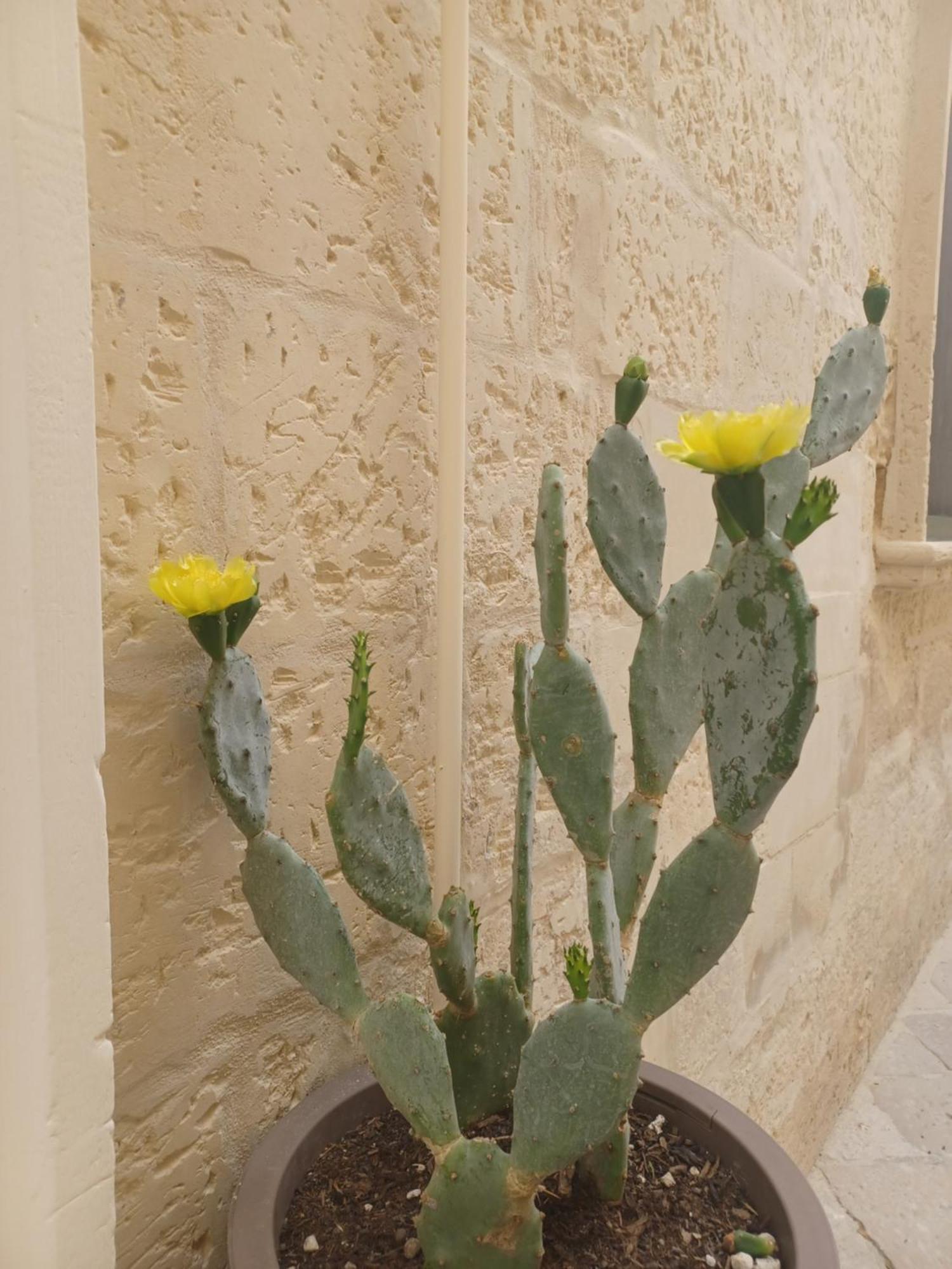 All'1 Di Rajno' Relaxing Aparthotel Lecce Eksteriør bilde